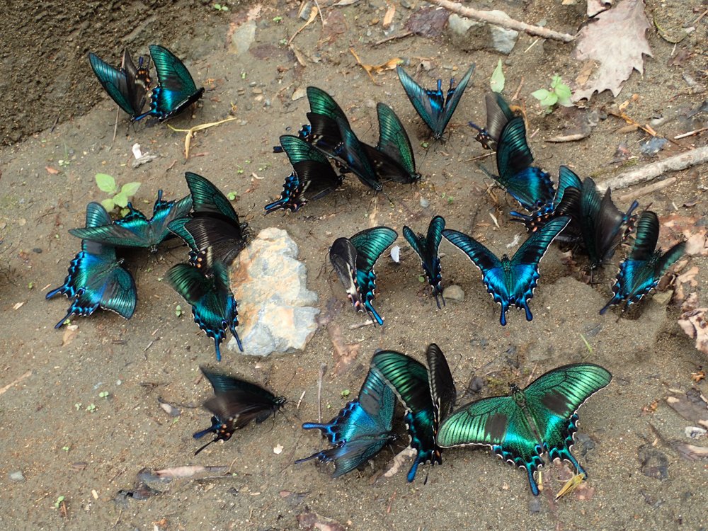 北海道名物？ミヤマカラスアゲハの集団吸水❗️