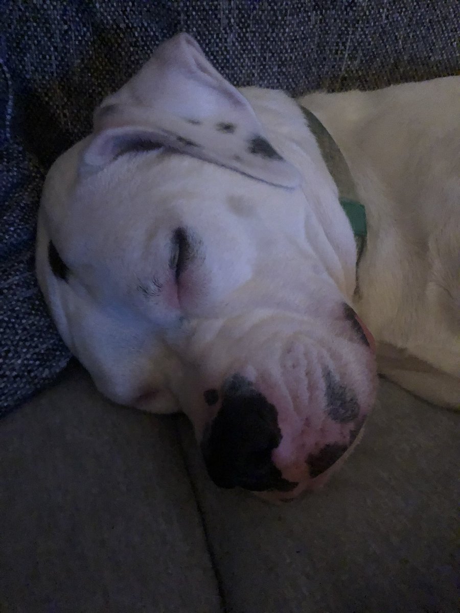TheTrooperRex's tweet photo. People might call me lazy, but you can’t look this good without beauty sleep. https://t.co/wXLDPhkjFU