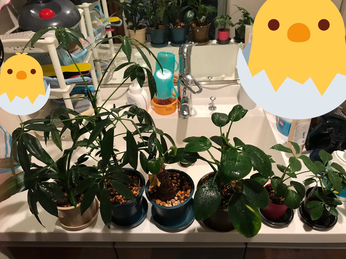 100均の観葉植物 100均の観葉植物