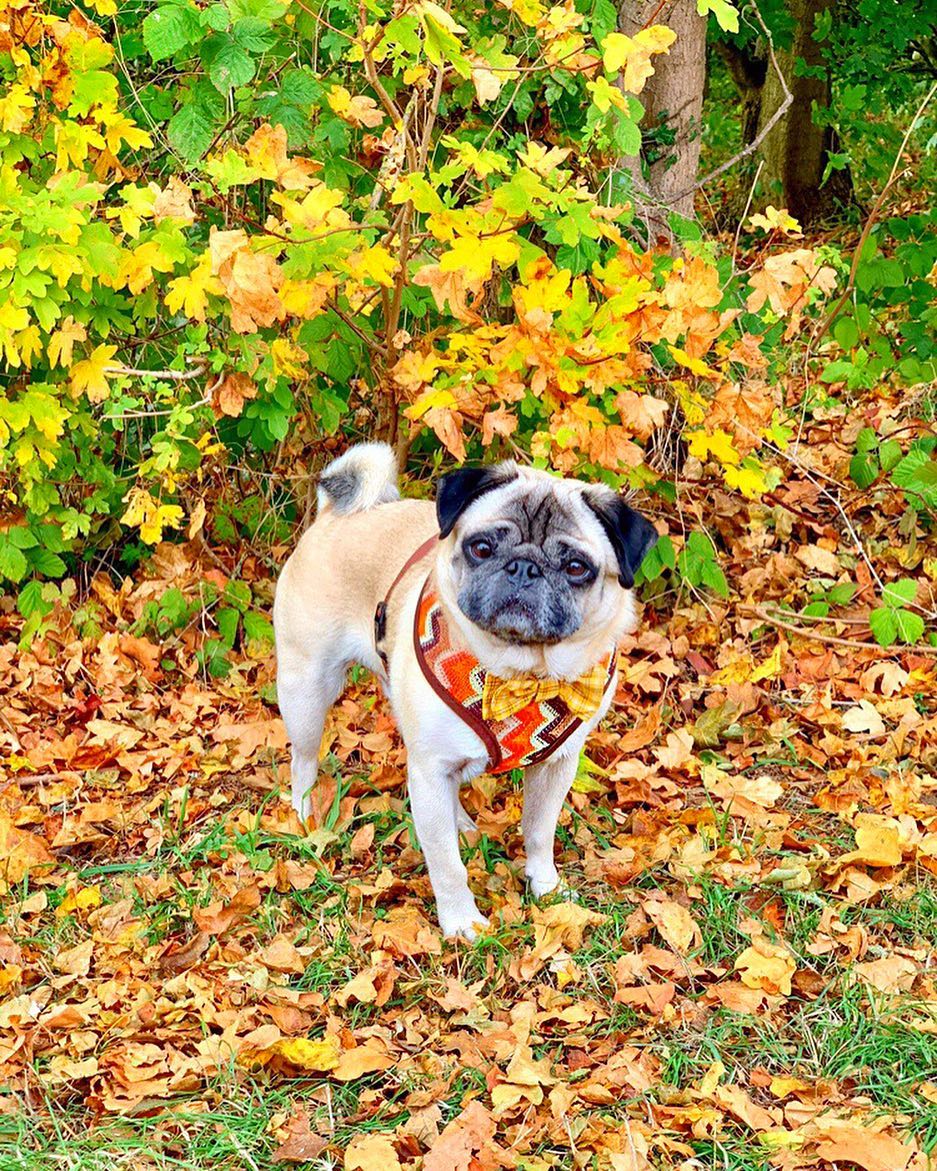 vetsupplyau's tweet photo. Pretty Autumn walks ?????? #autumnpug #goldandbrown #autumnalleaves #coloursofautumn #australianautumn #fallphotos #autumnalpug #walksinautumn #leaves #pugtober #pugoween #pugandleaves #autumndogs #autumnpets #falldog #dogsofautumn #happypugday #vetsupply #flea #tick https://t.co/aaLMnj6tBE