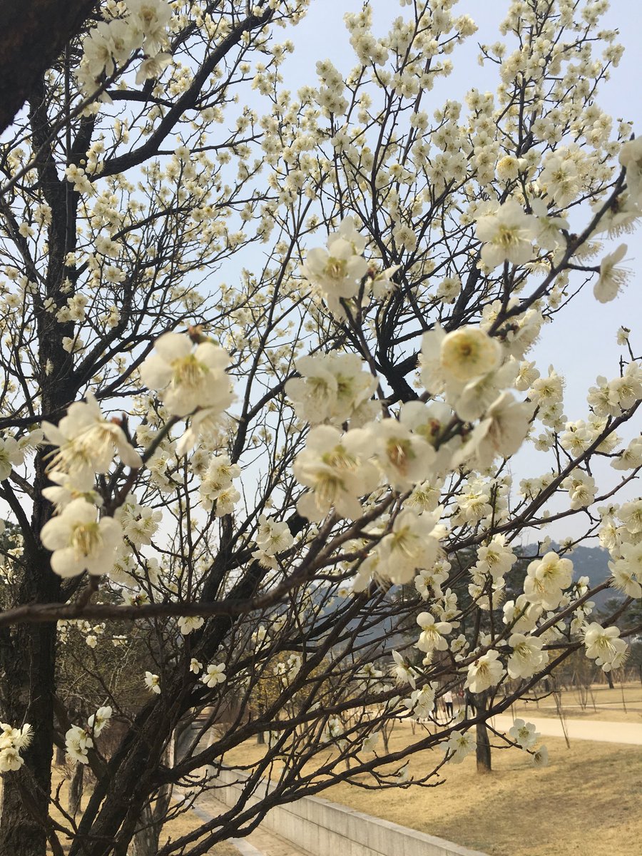 Какие деревья цветут в апреле. Цветущие деревья в апреле. Дерево цветущее в апреле. Что цветет в апреле деревья. Цветущие деревья в Геленджике.