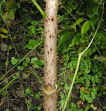 Devil’s Walkingsticks get their name from the thorns protruding from their thin trunk, giving the tree a menacing appearance. Don’t let the look fool you though, these trees are still beautiful and need to be protected! 🥰