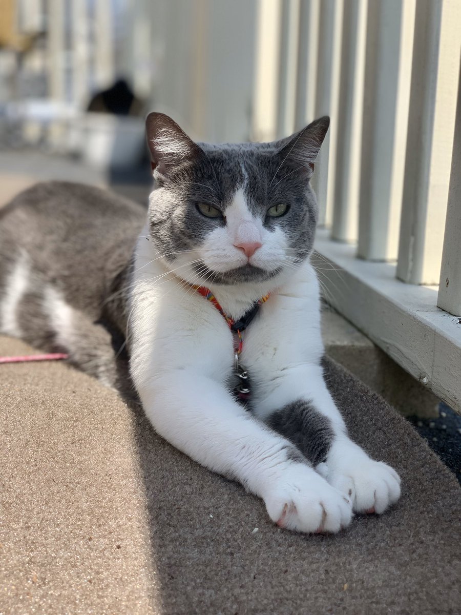 nickisays's tweet photo. It was nearly 80 degrees today. So why not lay out in the sun with my little fur baby🥰 https://t.co/oc0mAnry2v