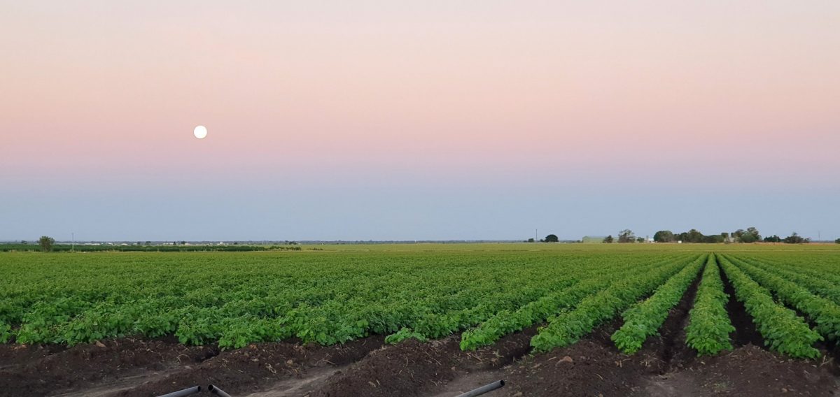 Prices for chickpeas, faba beans, lentils and mungbeans have jumped by $50-$150 per tonne in the past month as export customers look to build stocks in response to COVID-19 👉 loom.ly/3B2UpEQ 📷 Renee Anderson #GrainCentral #COVID19au #PulseUpdate <a href="/GrainGrowersLtd/">GrainGrowers</a>