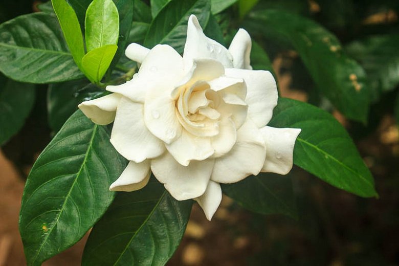 Tzuyu as Cape Jasmine Language Of Flowers: - I'm too happy Message: - I really thanks to the life, the family, the work, and myself filled with gratitude. I appreciate. #TWICE  #트와이스  #TZUYU  #쯔위