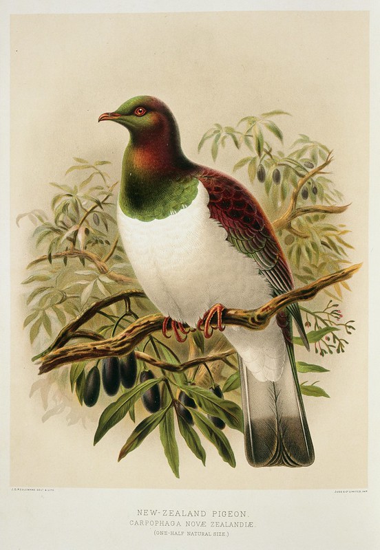National Library of New Zealand tweet media