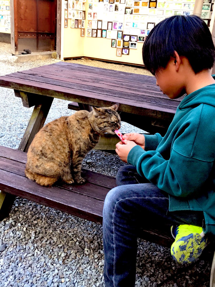 y930o39m's tweet photo. 可愛い子ちゃんが来園してます😸💕💕
ご近所の猫ちゃんのティアラ♛ちゃん🐈です😆🌸
たま〜〜〜に遊びに来てくれる😊 https://t.co/HCibIuTZcW