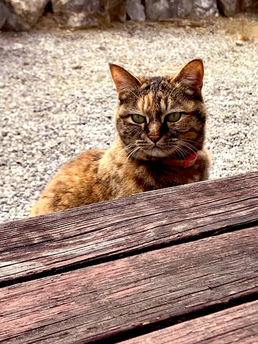 y930o39m's tweet photo. 可愛い子ちゃんが来園してます😸💕💕
ご近所の猫ちゃんのティアラ♛ちゃん🐈です😆🌸
たま〜〜〜に遊びに来てくれる😊 https://t.co/HCibIuTZcW