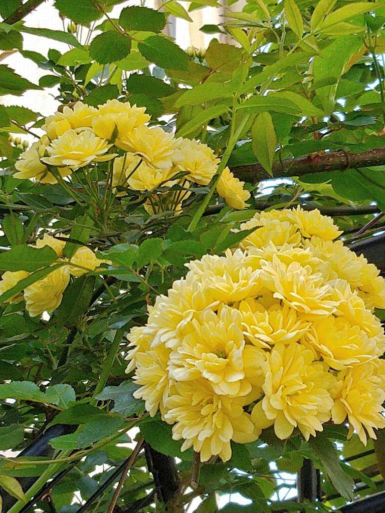 柘榴さんちの薔薇のお庭 Togetter 柘榴さんちの薔薇のお庭 Togetter