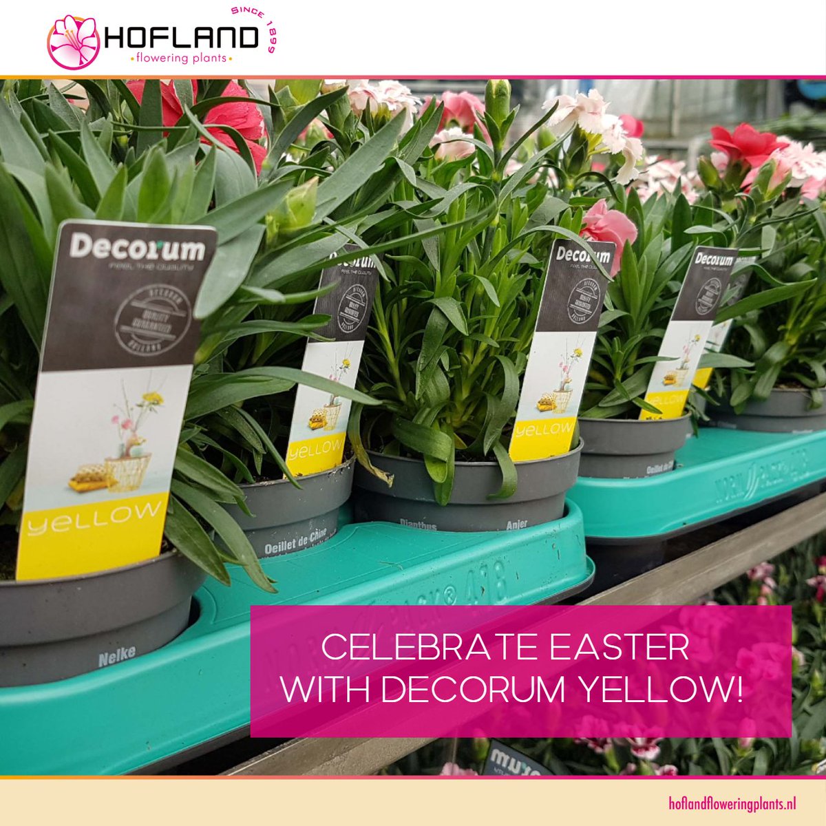 HoflandFP's tweet photo. Speciaal voor de Paasdagen heeft Decorum de YELLOW lijn ontwikkeld. Deze vrolijke verpakking geeft extra kleur aan onze planten! #Pasen #Yellow #Decorumcompany #Dianthus #plant #tuinplant https://t.co/aJlIgijNG8