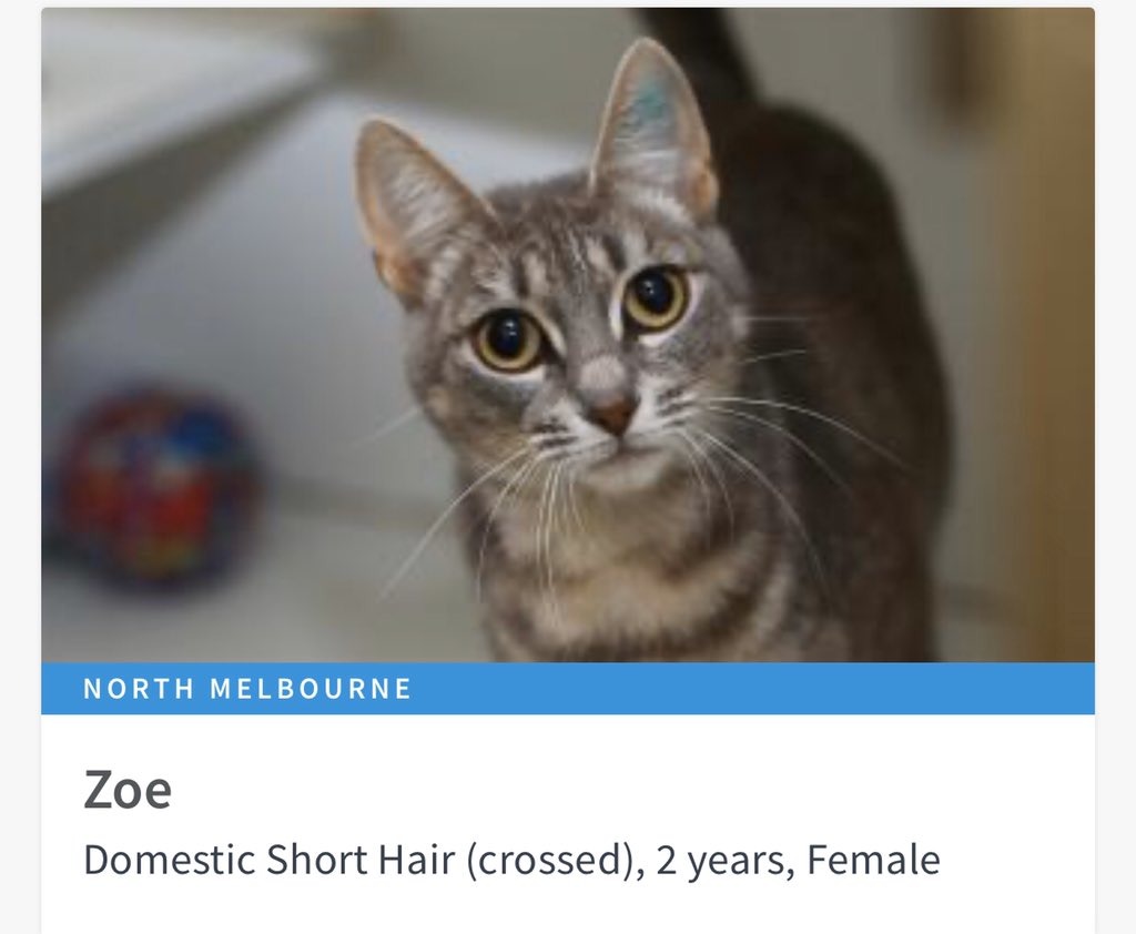 AdoptAFloof's tweet photo. #AdoptAfloof of the day: Zoe the 2yo #dsh x at the @lostdogshome in North Melbourne. 
.
.
https://t.co/S3PxFCDjKL

#floof #ldh #adoptdontshop #rescuecats https://t.co/ACKuLDEm7b