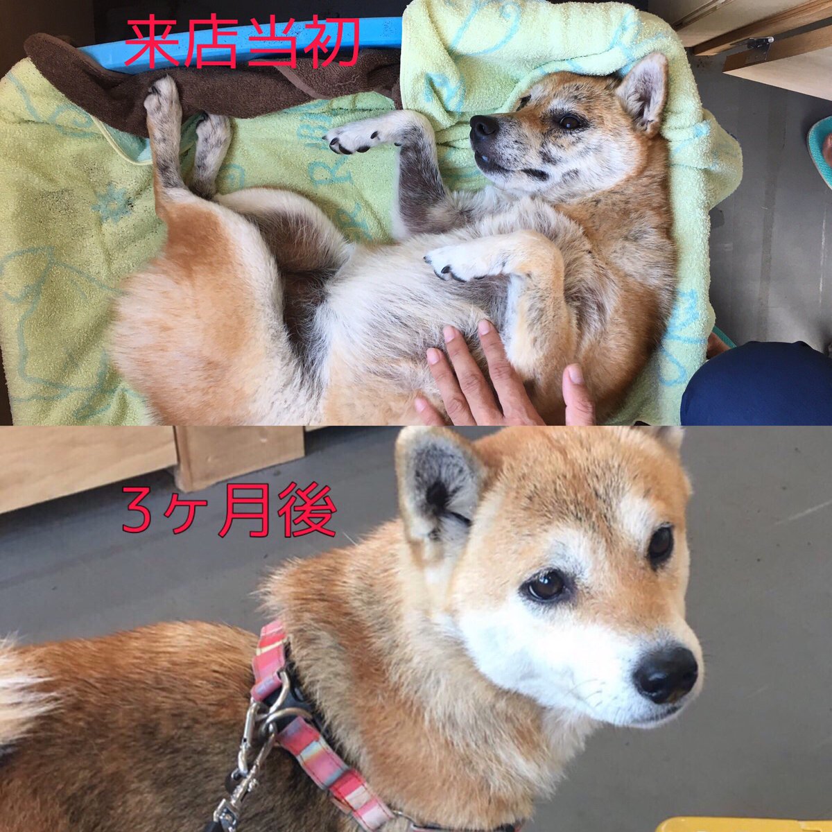 犬病気