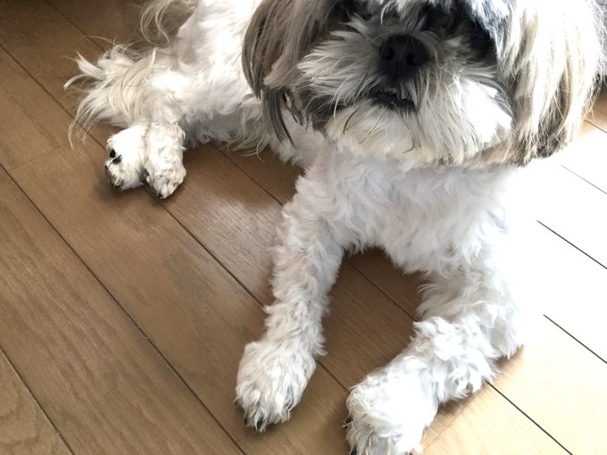 Popular Tweets Of 声優 古川登志夫 青二プロダクション 10 Whotwi Graphical Twitter Analysis