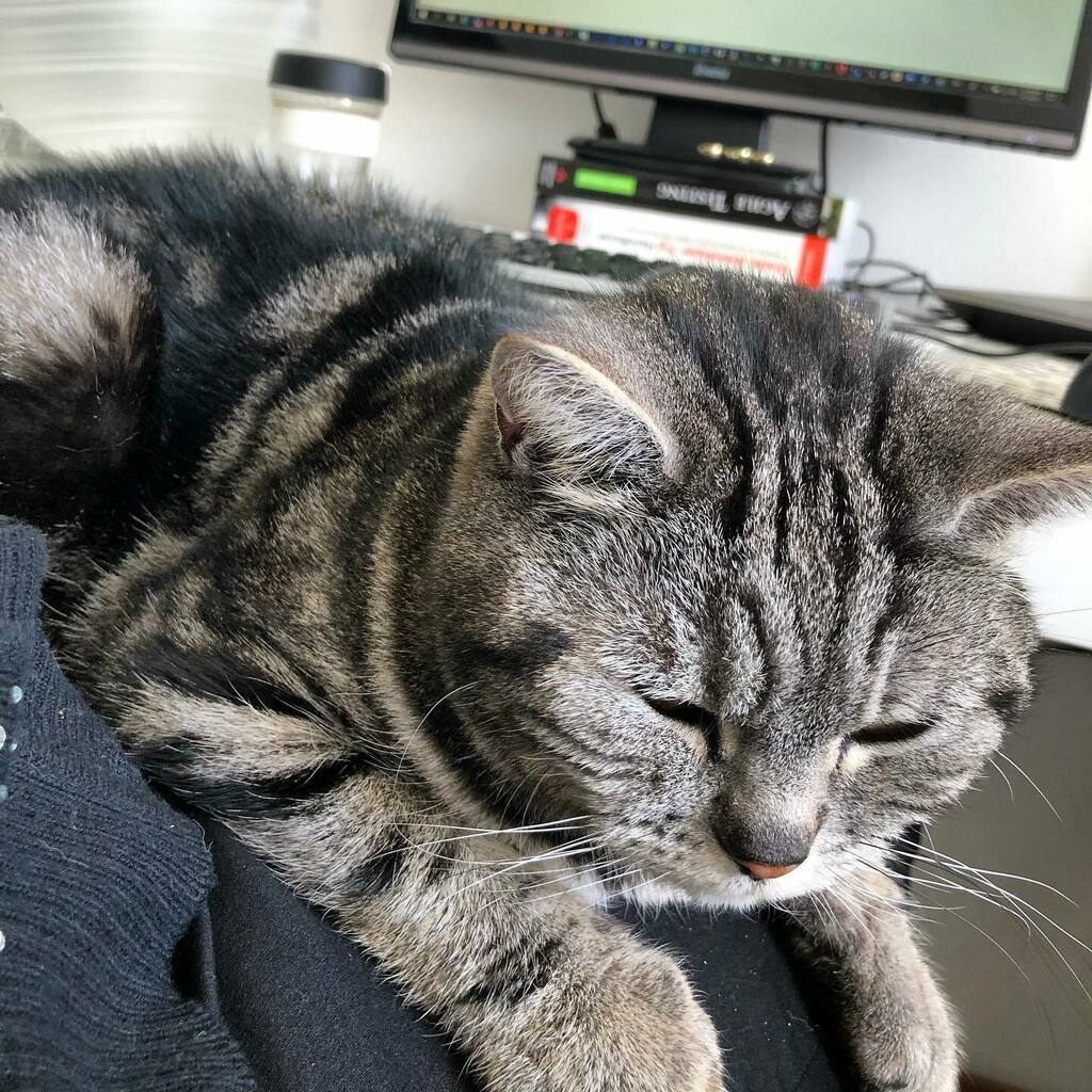 pleegkittens's tweet photo. I will help you mommy! This way your work will go faster 😹
.
🎶working nine to five, what a way to make a living 🎶
.
#ihelpyou #littlehelper #workingfromhome #staysafe #stayhome https://t.co/cjgIJALRdm https://t.co/tUQHwSHjtd