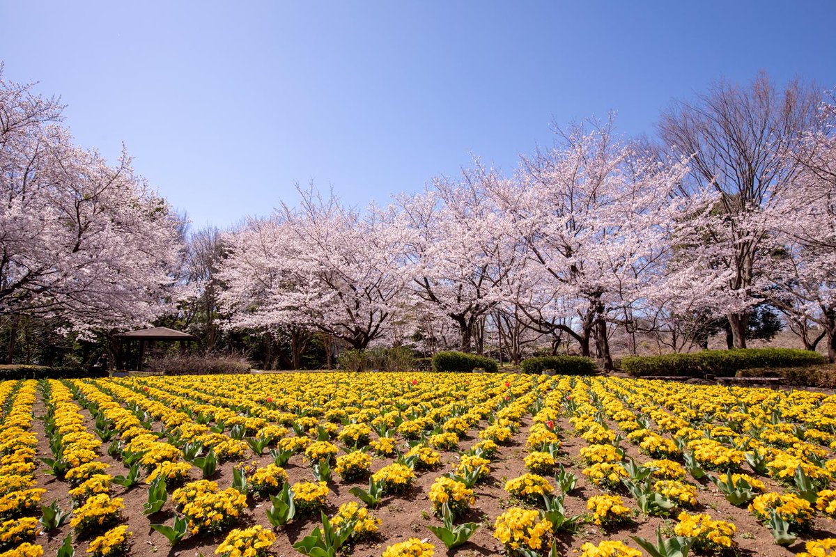 公園へ行こう 埼玉県と周辺の公園ガイド Twitterren 色とりどりの花が咲くお花畑と満開の桜の競演が見られます さいたま市有数のお花見名所 大宮花の丘農林公苑 西区 上尾市 満開の桜 公園へ行こう T Co Offxg2w5ai