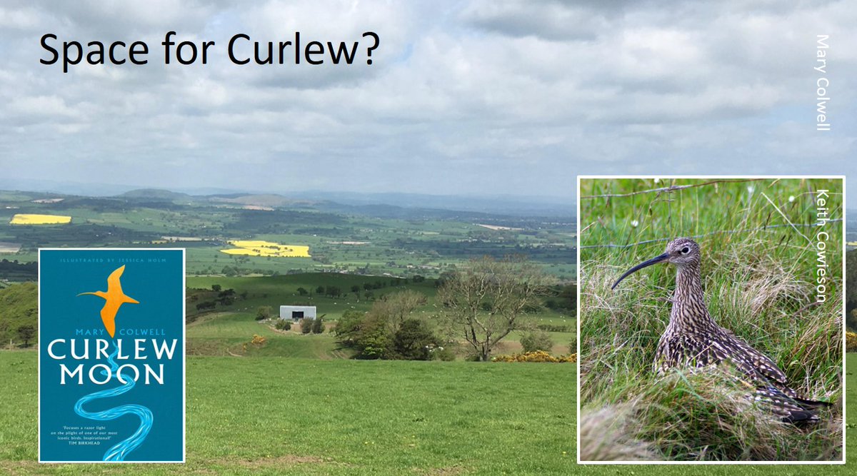 GrahamFAppleton's tweet photo. We should be at #BOU2020 conference! If you were looking forward to hearing @curlewcalls, talk about cultural importance of #Curlew, here's a blog:
https://t.co/vLLNqnFIq1
#notBOU2020 #ornithology #waders https://t.co/4O0BWkAC36