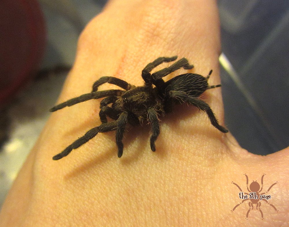 cw spiderI'll start this off with my smallest adult tarantula. This female Catumiri argentinense is full grown at her 1.25" leg span & she's one of my favorites. Very calm, great eater, one of the few I'm eager to handle. She has a pretty bronze sheen in the right light.