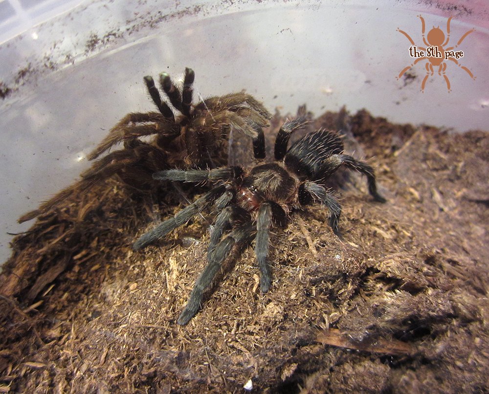 cw spiderI'll start this off with my smallest adult tarantula. This female Catumiri argentinense is full grown at her 1.25" leg span & she's one of my favorites. Very calm, great eater, one of the few I'm eager to handle. She has a pretty bronze sheen in the right light.