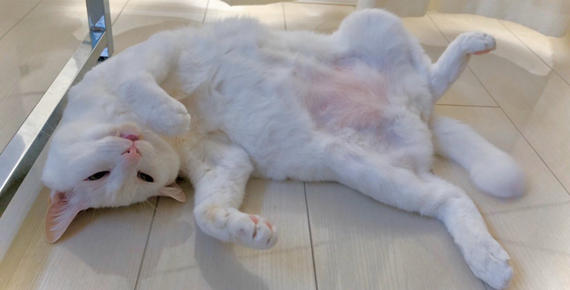 あんのくるみ 絵本 つまさきもじもじ 発売中 على تويتر 吸うべし こんな日は吸うべし 猫がそばにいるなら吸うべし いないなら牛乳とキャラメルを食べた口で毛布を吸うべし 吸うべし 吸うべし 吸うべし みんな心落ち着くまで吸うべし 猫 吸うべし