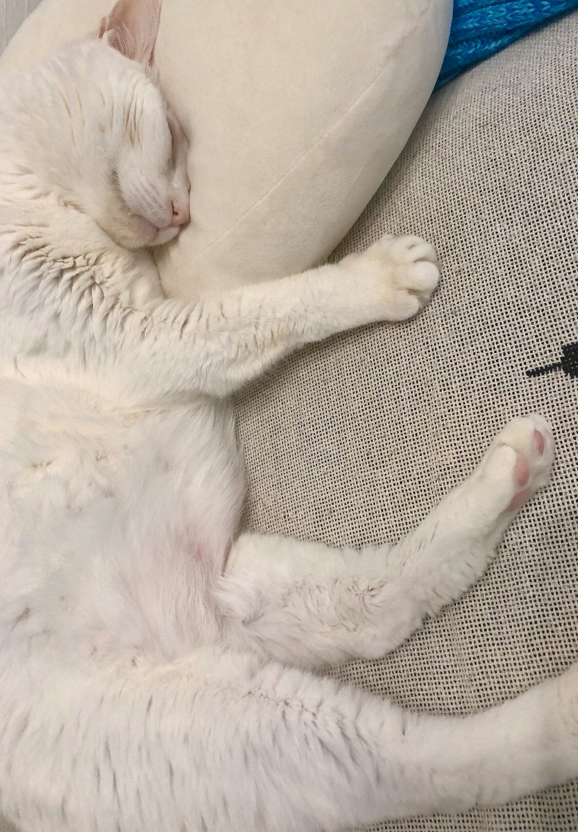 あんのくるみ 絵本 つまさきもじもじ 発売中 على تويتر 吸うべし こんな日は吸うべし 猫がそばにいるなら吸うべし いないなら牛乳とキャラメルを食べた口で毛布を吸うべし 吸うべし 吸うべし 吸うべし みんな心落ち着くまで吸うべし 猫 吸うべし