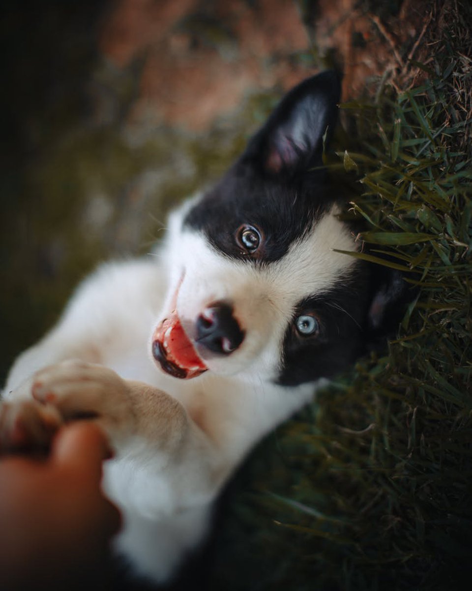 GoLoveDogs's tweet photo. 💕“The love of a dog is a pure thing. He gives you a trust which is total. You must not betray it.” – Michel Houellebecq https://t.co/NJ5IFCOZL1
