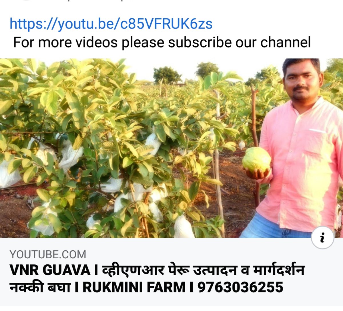 FarmRukmini's tweet photo. https://t.co/PuDONY1roo

Please subscribe our Rukmini farm channel https://t.co/jO5tOM72zj