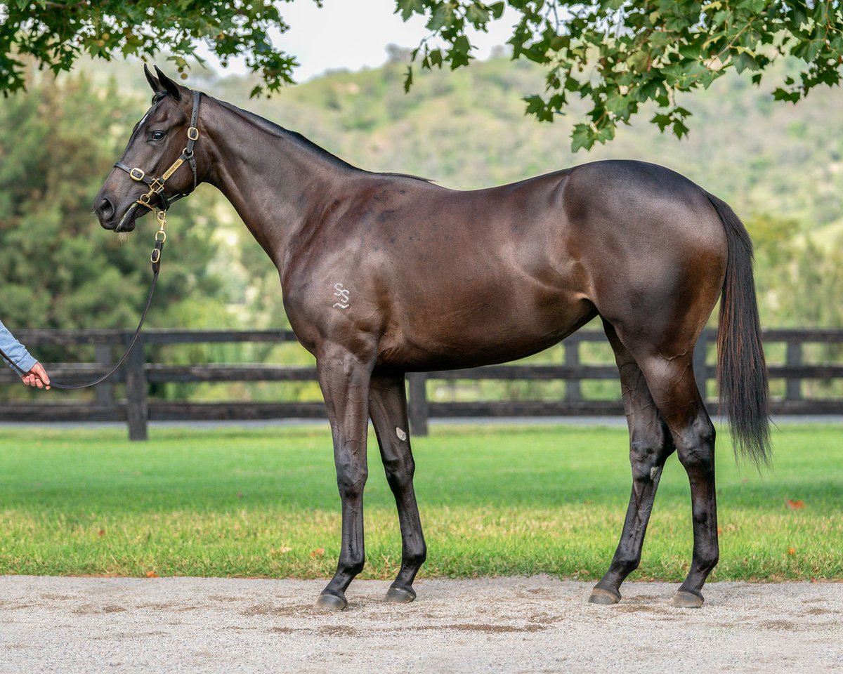 馬 Le Cheval♘♞ tweet media