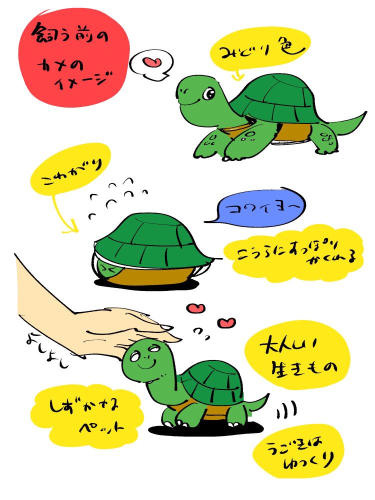 うちのカメの話をさせてください 