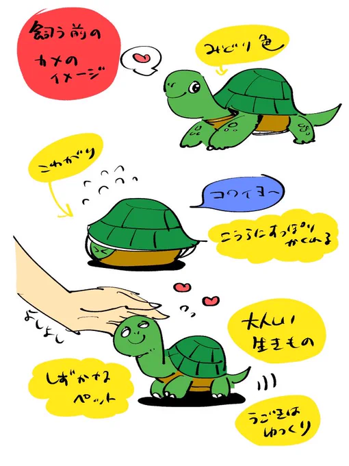 うちのカメの話をさせてください 