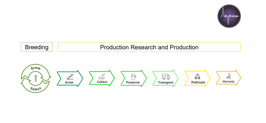 Amphasys's tweet photo. Do you know the "Pollen Supply Chain"? Producing #pollen for artificial #pollination entails several steps. At every stage, pollen viability is influenced by various factors. #PollenQualityMonitoring enables data-driven decision making along the line! https://t.co/EblkJGr4k2 https://t.co/zq8wofVOxQ