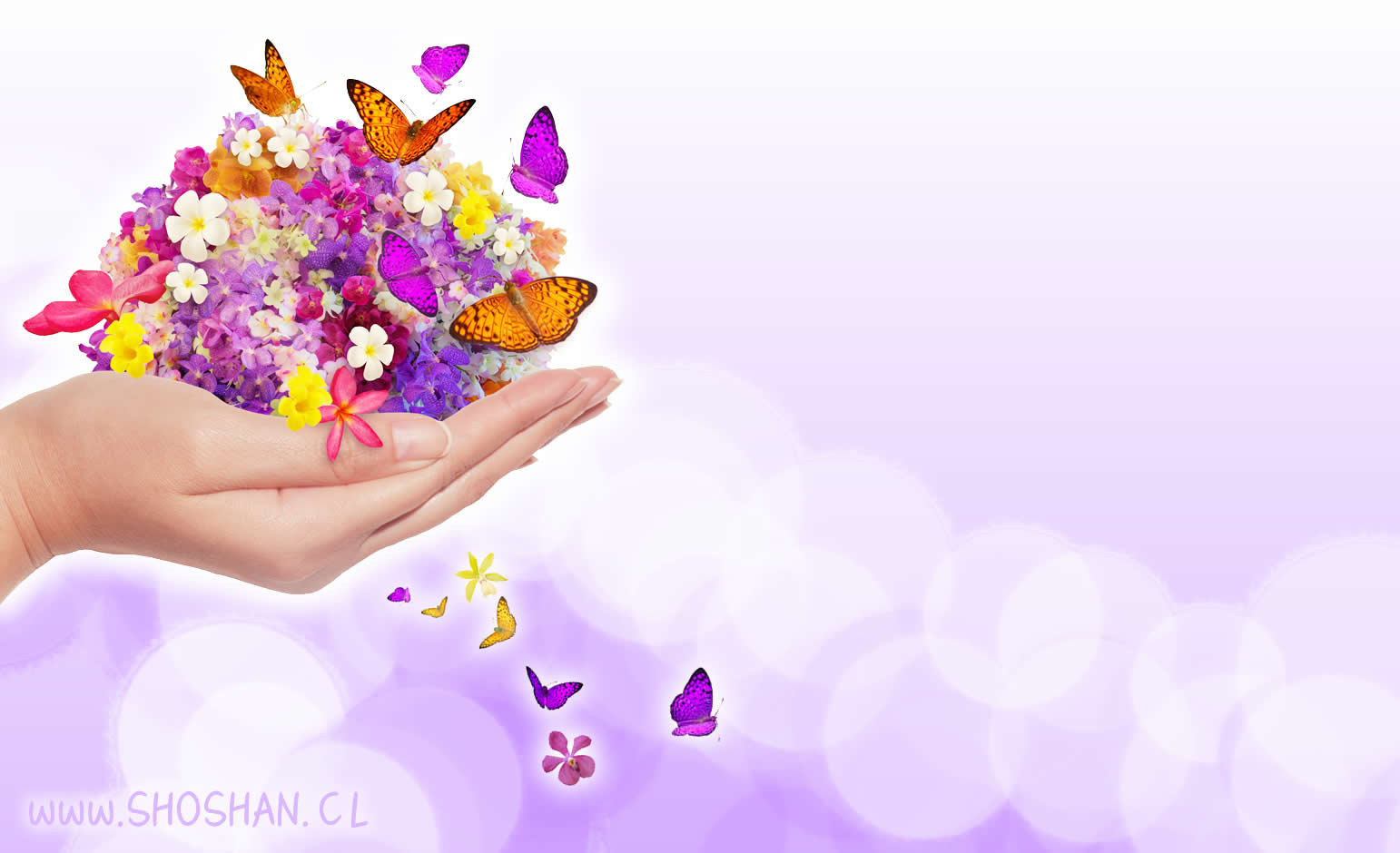 💜 on Twitter: "Así sera . Nos imponemos no esperar nada, pero en el  corazón en realidad la esperanza nunca se apaga. Feliz y Bendecido dia.…  https://t.co/0yDJKk51Nv"