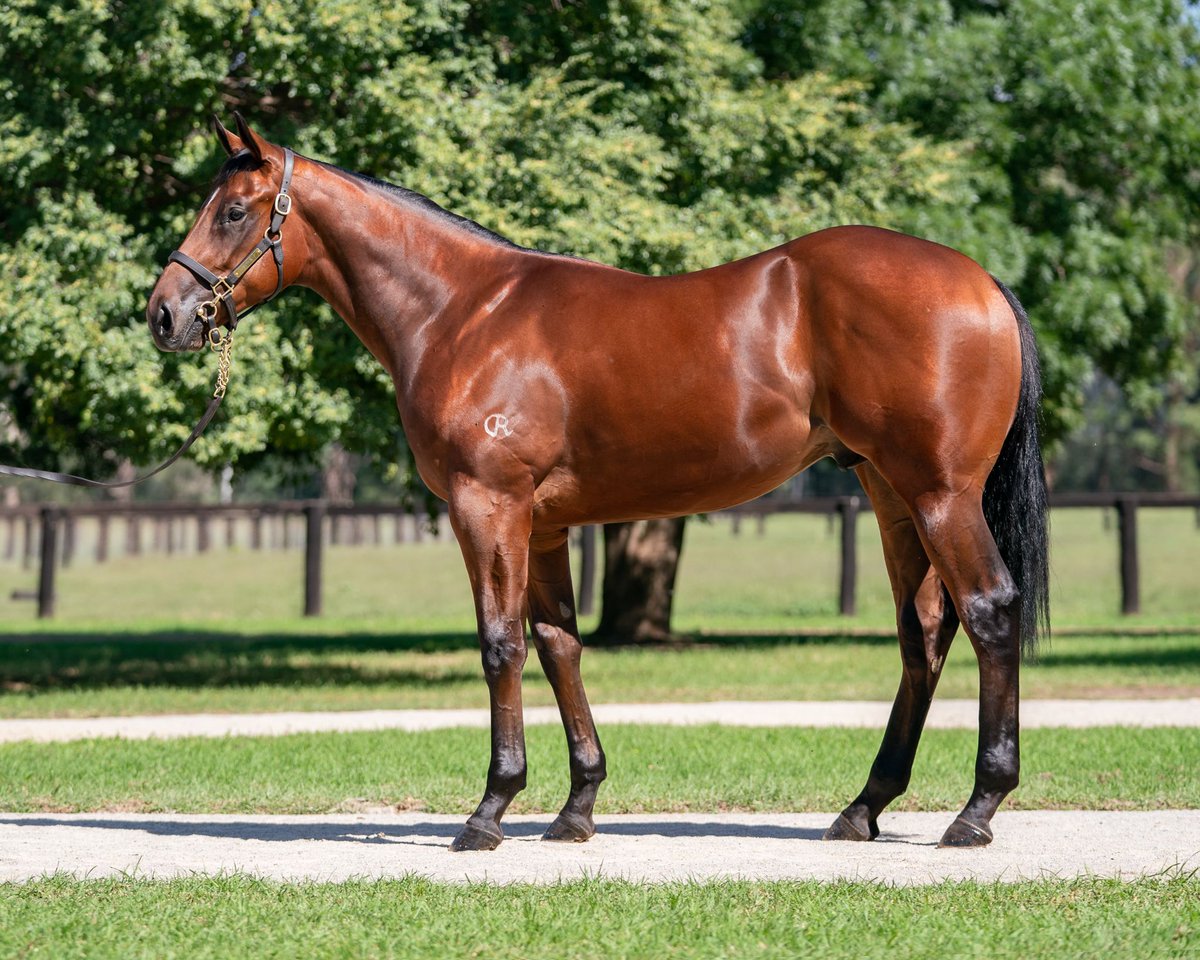 馬 Le Cheval♘♞ tweet media