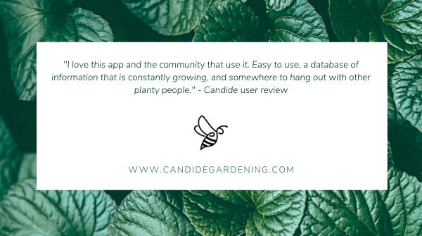 CandideTech's tweet image. It really makes us smile when we learn how our technology is helping gardeners and plant lovers in the community engage with their passion! 🙏🌱

#appreview #GooglePlay #technology #PositiveVibes