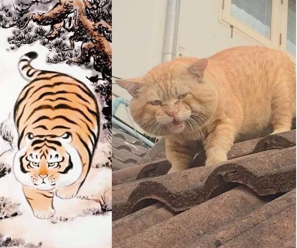 Ig Narkosun V Twitter Kucing Opo Macan