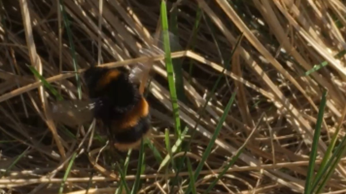 Angus towns have some amazing #greenspace on their doorsteps. #Woodland planted as #millenniumforest in #Montrose #Angus 20yrs ago is full of #Wildlife and close to home. It’s part of an important #greennetwork for nature and people #connectingpeopleandnature #WellbeingWednesday