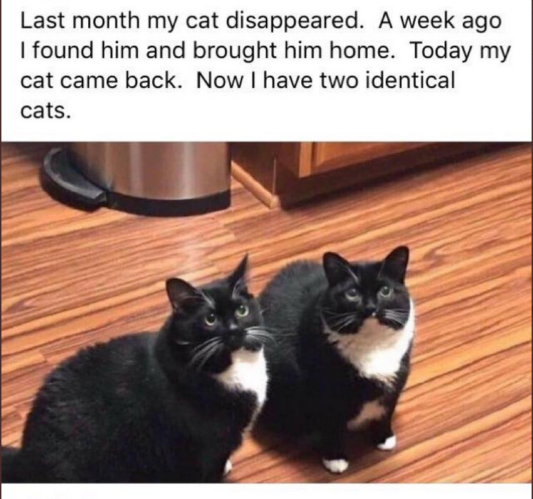 _Islamicat's tweet photo. Pusslims is multiplying everywhere https://t.co/QBXluD7JB3