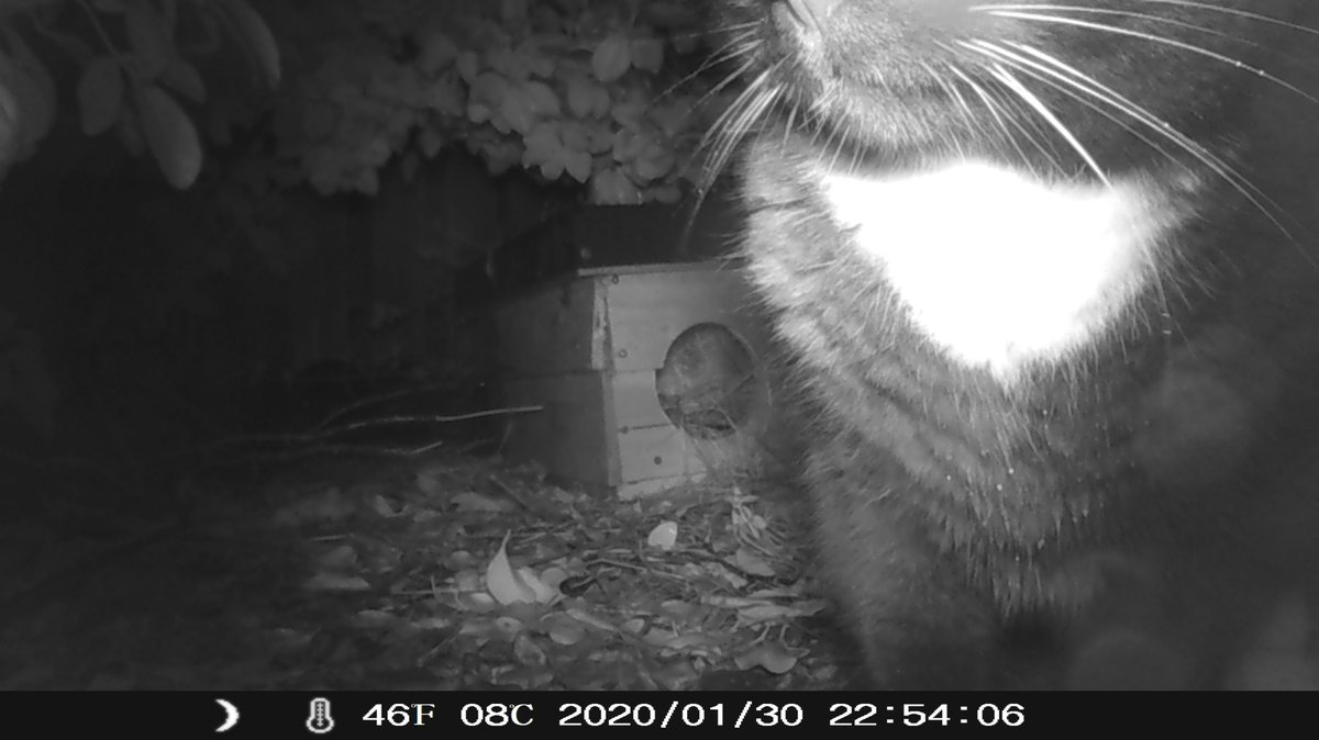 Cats on the #HogCam. Please note: none of these is our #cat #CatsOfTwitter #hedgehogs #hedgehog