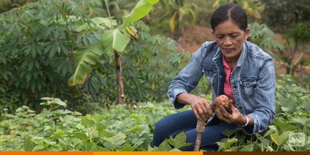 Cipotato's tweet photo. #FoodStart+ found that increasing farmers’ access to seed is a key component for strengthening food systems under the pressures of #ClimateChange and for helping smallholder farmers recover more quickly from disaster.
👉🏽 https://t.co/2gtRinYjzS
🔸 @IFAD
🔸 @RTB_CGIAR
🔸 @CGIAR https://t.co/Gw3a9mY1Z2