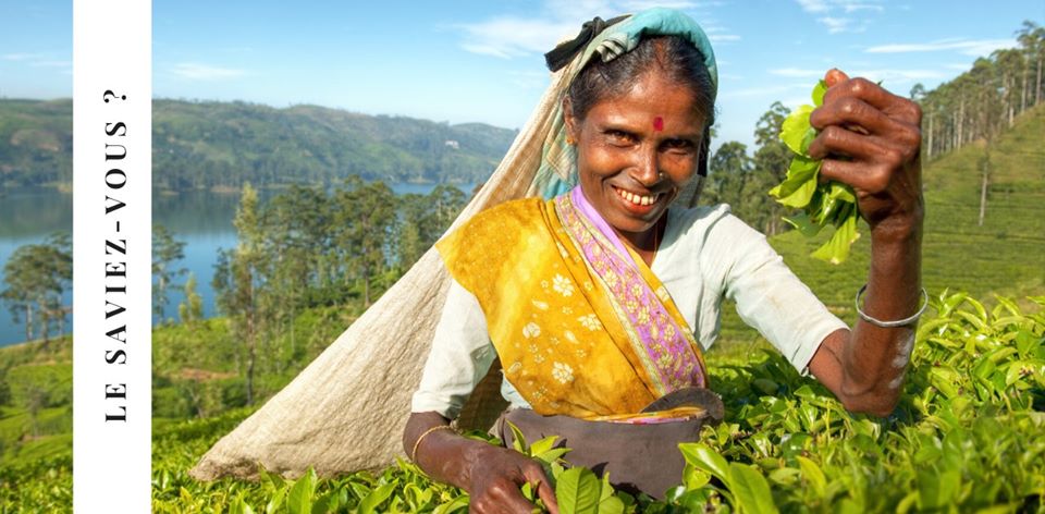 Le saviez-vous ?

Le Sri Lanka est le 4e exportateur de thé au monde.

#monvoyagesrilanka #LeSaviezVous #ceylantea