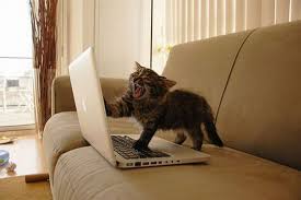 BarnetLibraries's tweet photo. Reports suggest that as many as half the laptops across the world currently have cats sitting on or near them. Are any of our followers & #BarnetLibraries staff able to share photographic evidence? #CatsOnLaptops @BarnetCouncil @ChildHilLibrary @LibrariesIB @MillHillLibrary https://t.co/AMH7EXwkQK