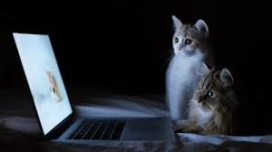 BarnetLibraries's tweet photo. Reports suggest that as many as half the laptops across the world currently have cats sitting on or near them. Are any of our followers & #BarnetLibraries staff able to share photographic evidence? #CatsOnLaptops @BarnetCouncil @ChildHilLibrary @LibrariesIB @MillHillLibrary https://t.co/AMH7EXwkQK