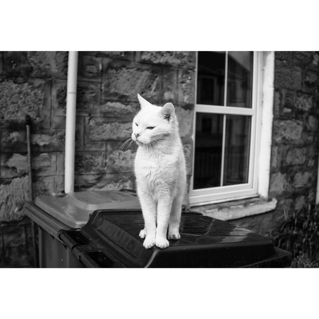 quicoto's tweet photo. πΌ
.
#whitecat #scotlandcat #catsofscotland #fujixmoment #bnwcats #bnwscotland #bnwstreetphotography #bnw_captures https://t.co/sd0Thbe3hC https://t.co/jCZLflwpC2