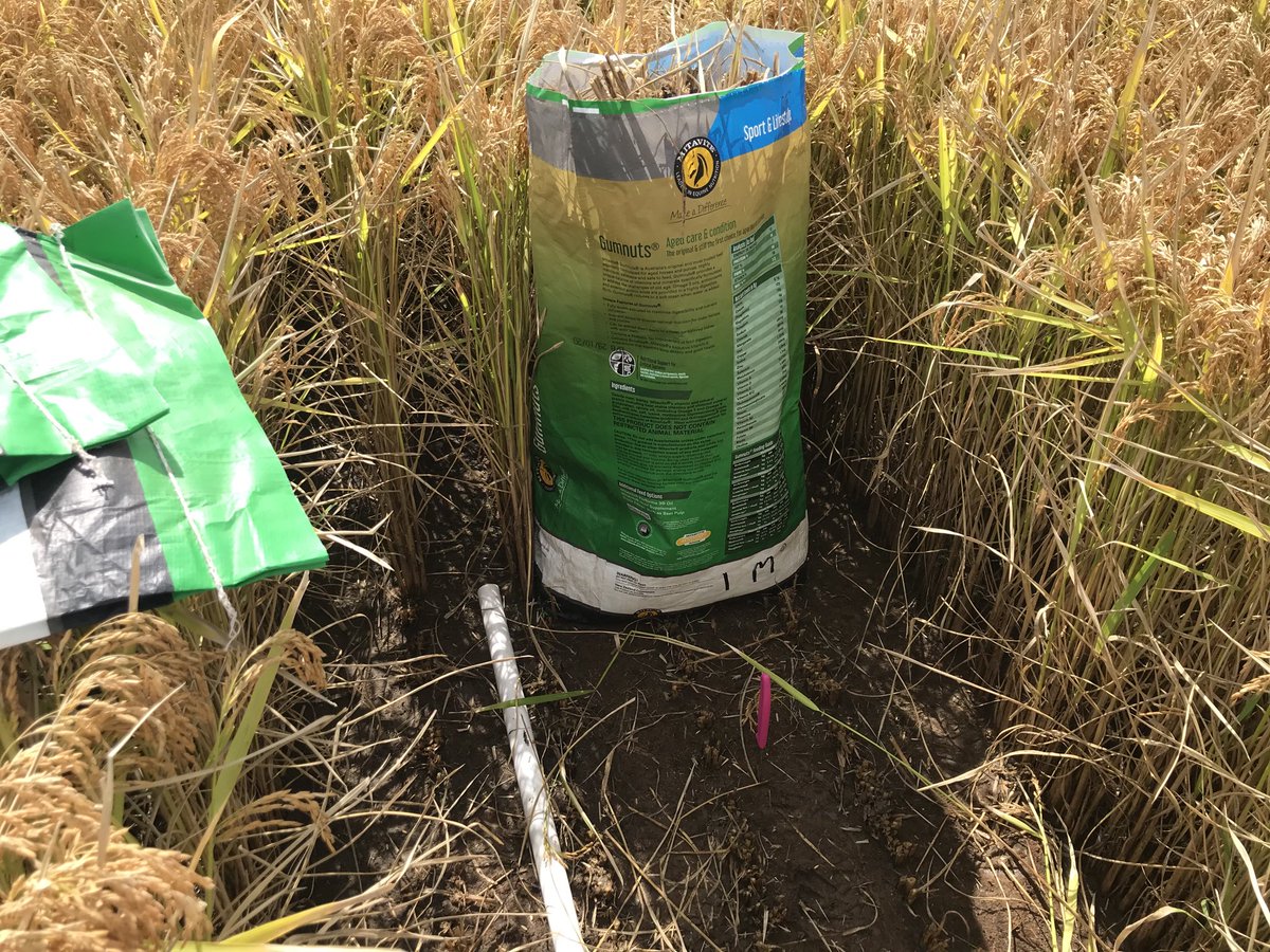 RiceExtension's tweet image. RE and ⁦⁦@GrowerService⁩ took samples from mature and green strips in a paddock this morning. ⁦⁦@BrianDunn1287⁩ is helping us to test for yield, moisture, quality etc to put figures to spreader variability.