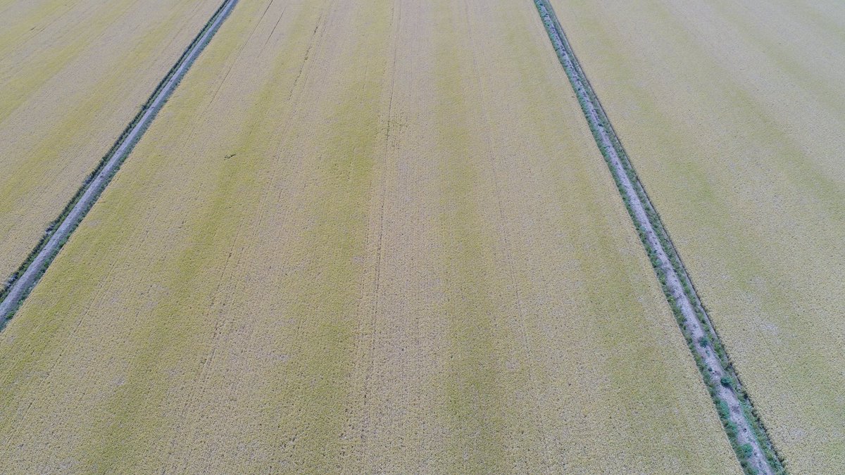 RiceExtension's tweet image. RE and ⁦⁦@GrowerService⁩ took samples from mature and green strips in a paddock this morning. ⁦⁦@BrianDunn1287⁩ is helping us to test for yield, moisture, quality etc to put figures to spreader variability.