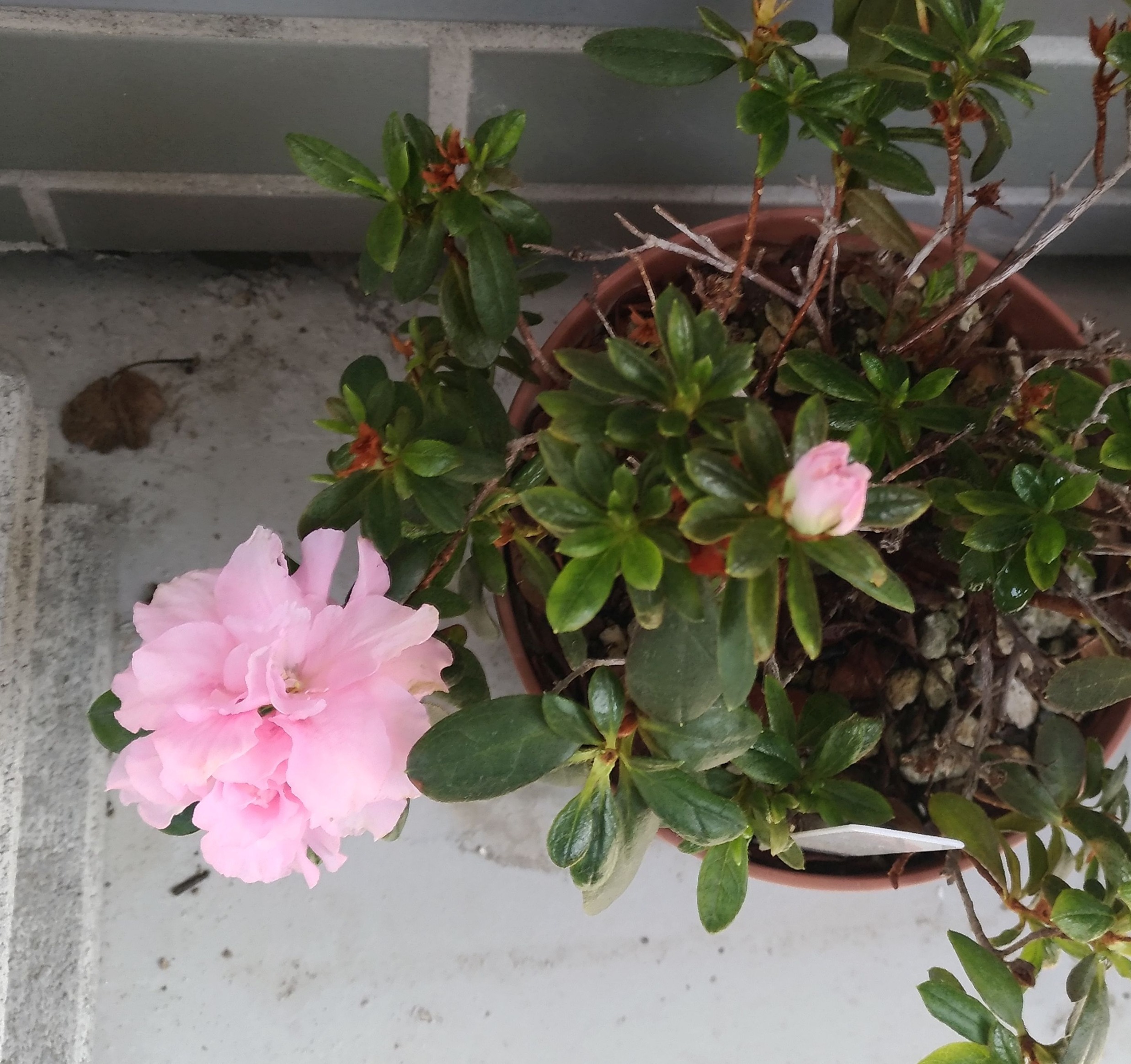 تويتر こころんグリーン على تويتر アザレアのピンク色の花が 優しく咲いています 淡いピンクが鮮やかです もう一つ蕾が有ります やがて咲くと思います アザレア ピンク色 淡いピンク 蕾 春 春の花 園芸品種 園芸 ガーデニング 熊本市南区 熊本