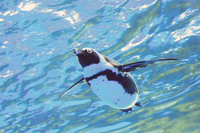 サンシャイン水族館のtwitterイラスト検索結果 古い順