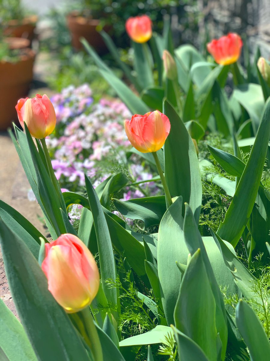 さがのひを 1 16新刊発売 Twitterren 我が家のチューリップも咲きました 可愛いピンク色です 一つだけ色白さんが まだ3分の1程は蕾なので暫く楽しめそうです 間 のモサモサはこぼれ種のカモミールです チューリップが終わる頃に咲くかな