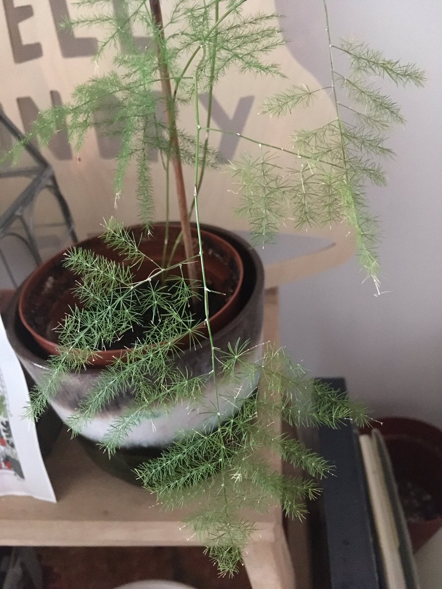The asparagus fern for today’s  #postaplantaday, which isn’t a fern, hence why I can keep it alive! It has lost a lot of its bushy-ness and has grown lanky and thin but it continues to grow and likes where it is so I’m not moving it.