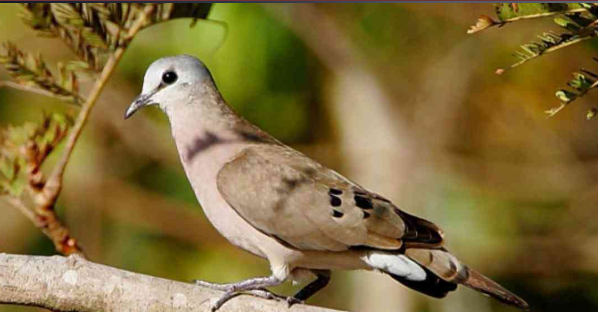 UgandaBirds's tweet photo. #facebook,ugandabirdsspecies. https://t.co/vddN9tuTW3
