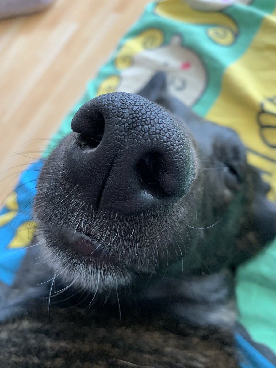 francesca7531's tweet image. #snootaboop 😉❤️